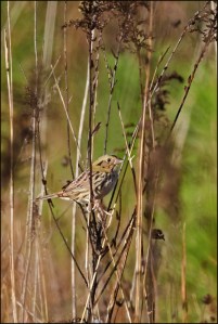 HenslowsBlog-687x1024