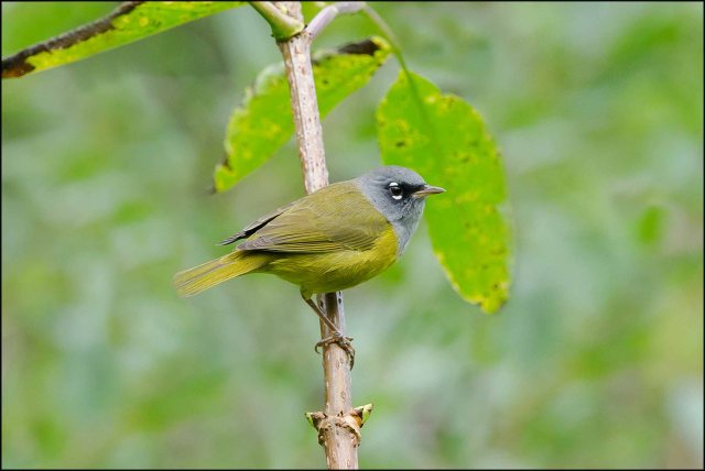 MacGillivray'sWarblerPrint