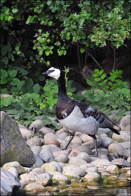 BarnacleGoose2