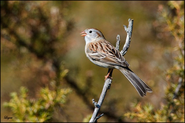 FieldSparrowBPN
