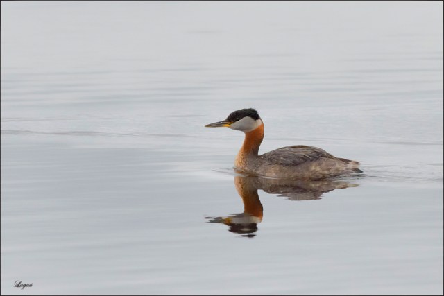 RedNeckedGrebeBPN2