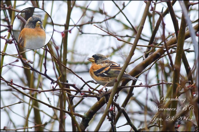 Brambling