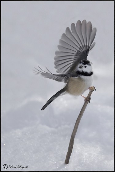 LeucisticChickadeeBeforeAfterBPN