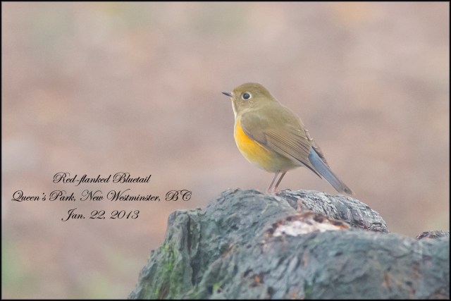 Red-flankedBluetail