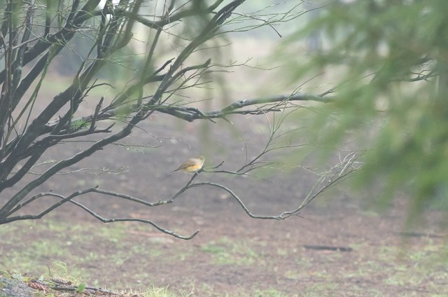 Red-flankedBluetailB