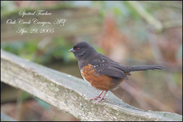 SpottedTowhee