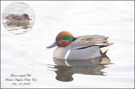 Green-WingedTeal