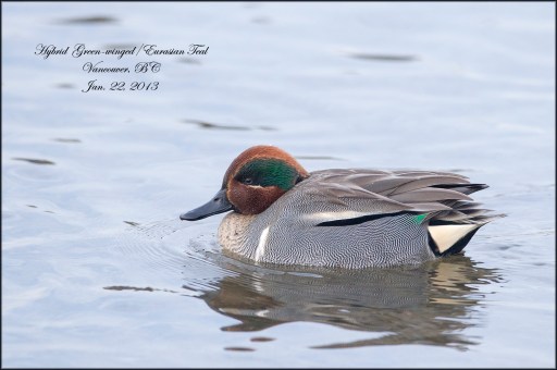 Green-WingedTealHybrid