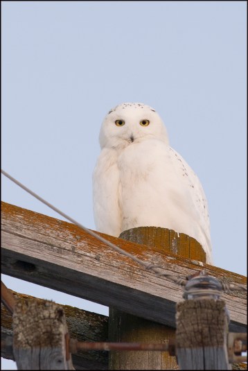 SnowyOwl3813