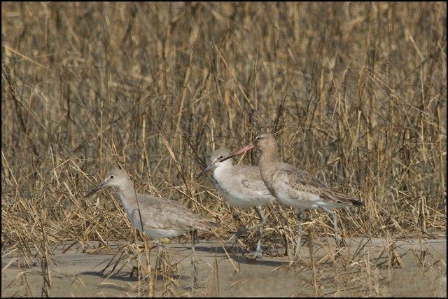Black-tailedGodwit