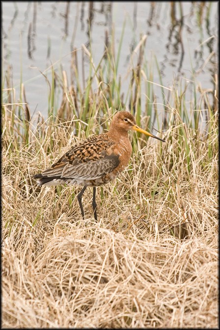 BlackTailedGodwit2