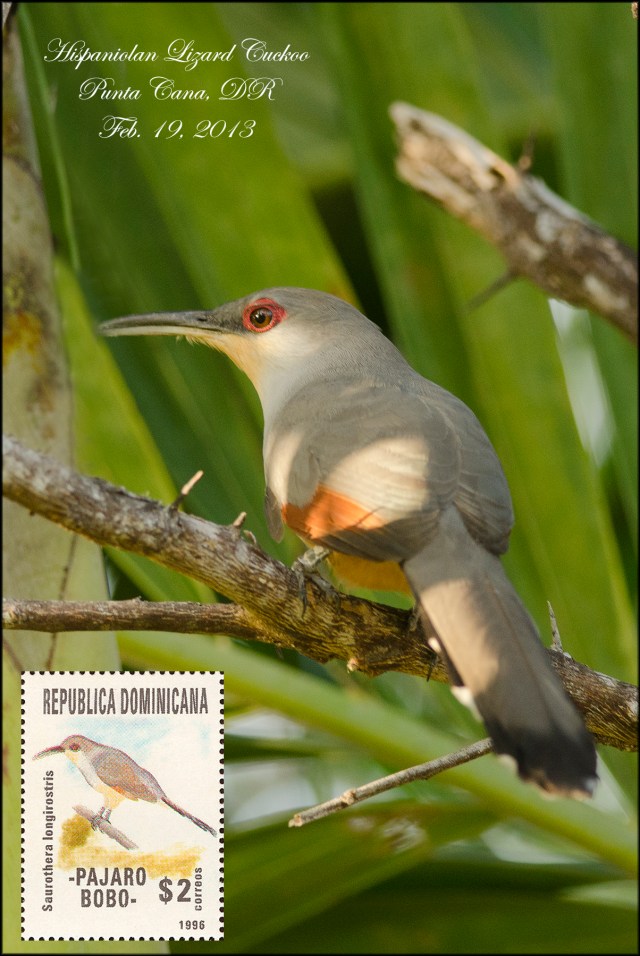 HispaniolinLizardCuckoo