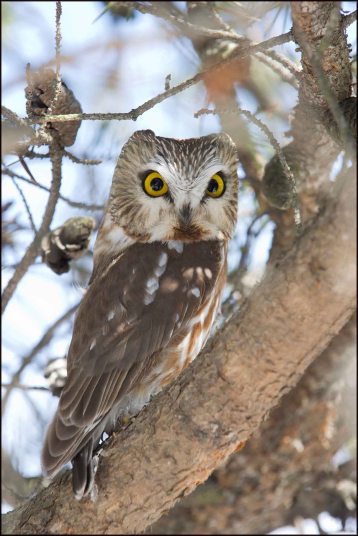 NorthernSawhetOwl3813