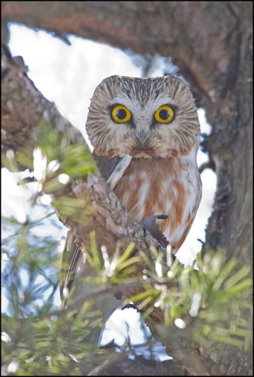 NorthernSawhetOwl3813B