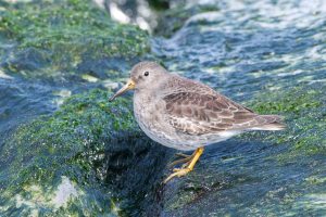 PSandpiper