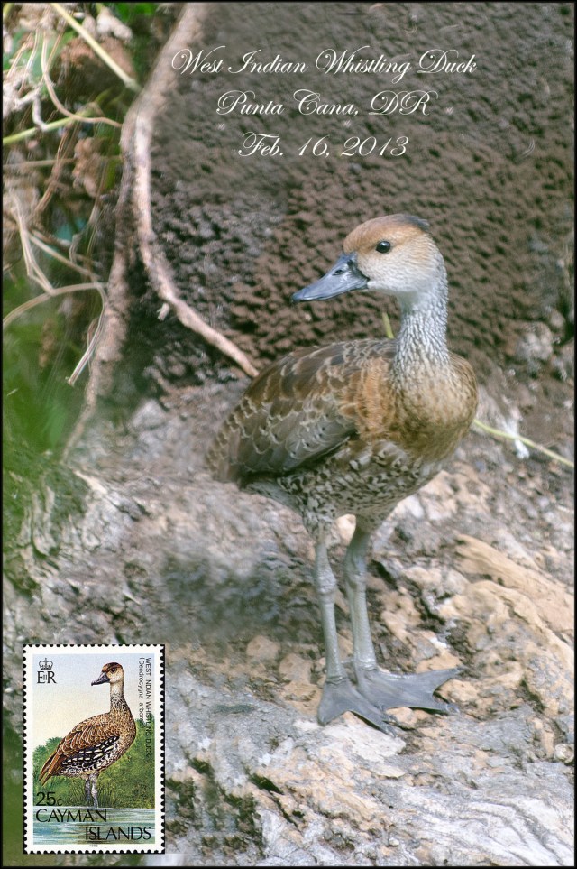 WestIndianWhistlingDuck