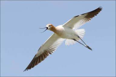 AmericanAvocet2013B