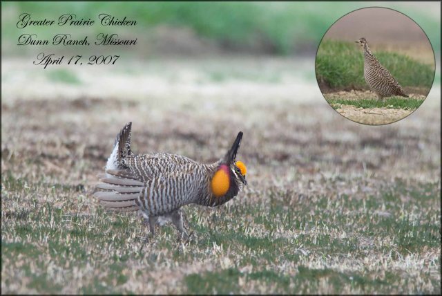 Greater Prairie Chicken