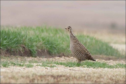 GreaterPrairieChicken(Female)