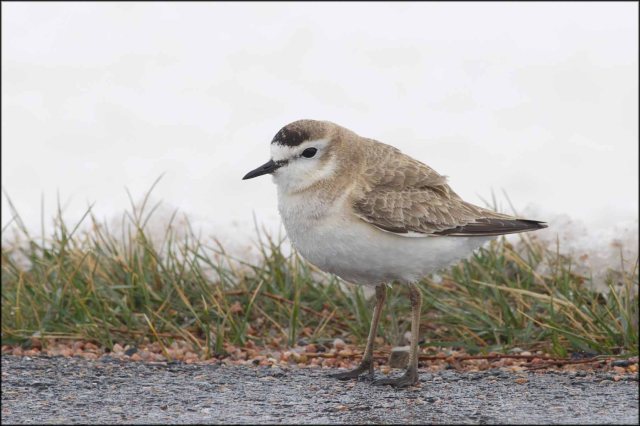 MountainPlover2013B3