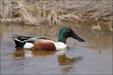 NorthernShoveler2013