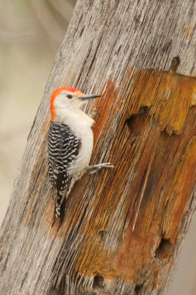 RedbelliedWoopecker