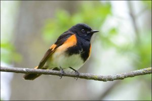 AmericanRedstartB