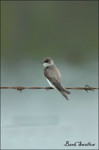 BankSwallow