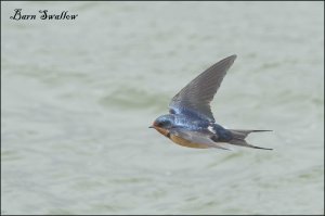 BarnSwallow