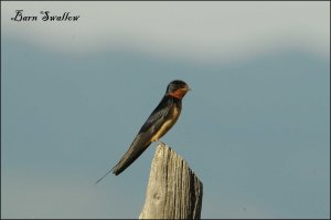 BarnSwallow2