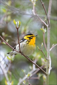 BlackburnianWarblerB