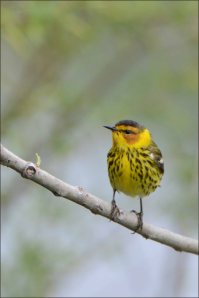 CapeMayWarbler