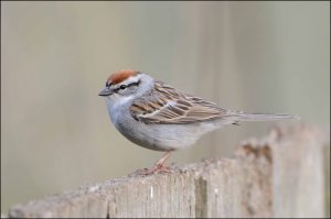 ChippingSparrow