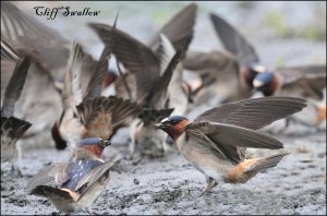 CliffSwallow