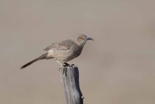 Curvebilledthrasher2013