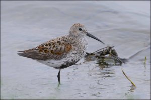 Dunlin