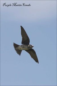 FemalePurpleMartin