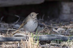 HermitThrush2013