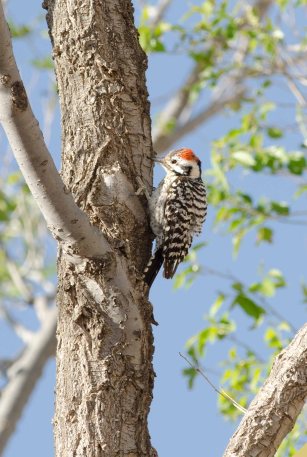 LadderbackedWoodpecker2013