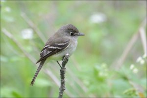 LeastFlycatcher