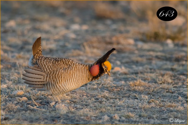 LesserPrairieChickenTishB