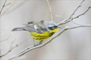 MagnoliaWarbler