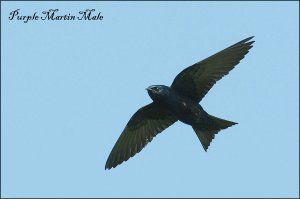 MalePurpleMartin