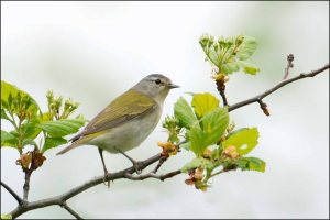 TennesseeWarbler2013
