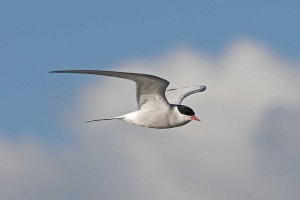 ArcticTern-1024x686
