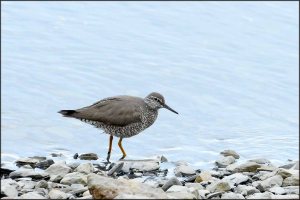 WanderingTattler2013