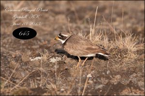 CommonRingedPlover