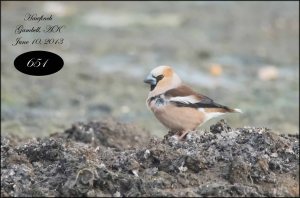 Hawfinch