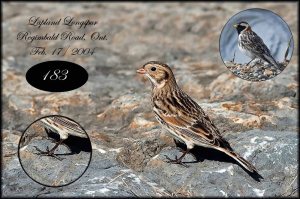 LaplandLongspur