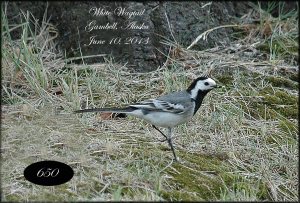 WhiteWagtail